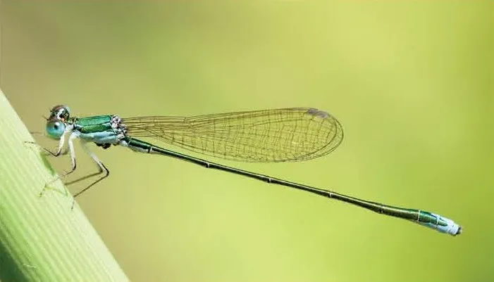 Stránka_010_NPZ Brehyne_Pecopala_2_1