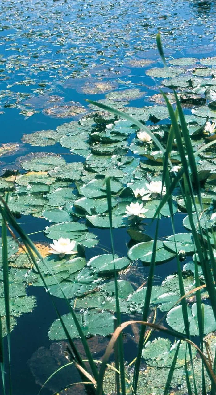 Stránka_010_NPZ Brehyne_Pecopala_2_2