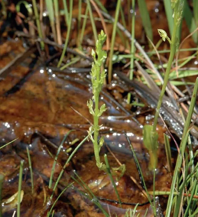 Stránka_010_NPZ Brehyne_Pecopala_2_3