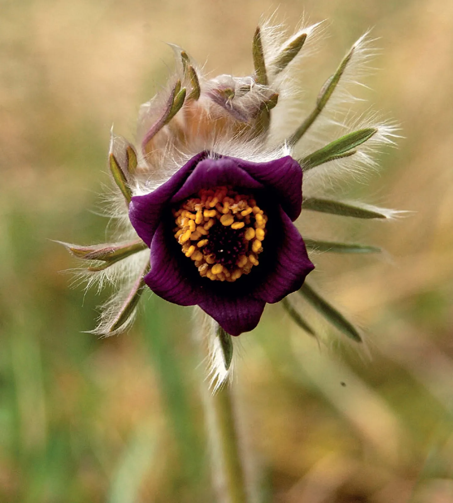 Stránka_012_PP Deštenské pastviny 1