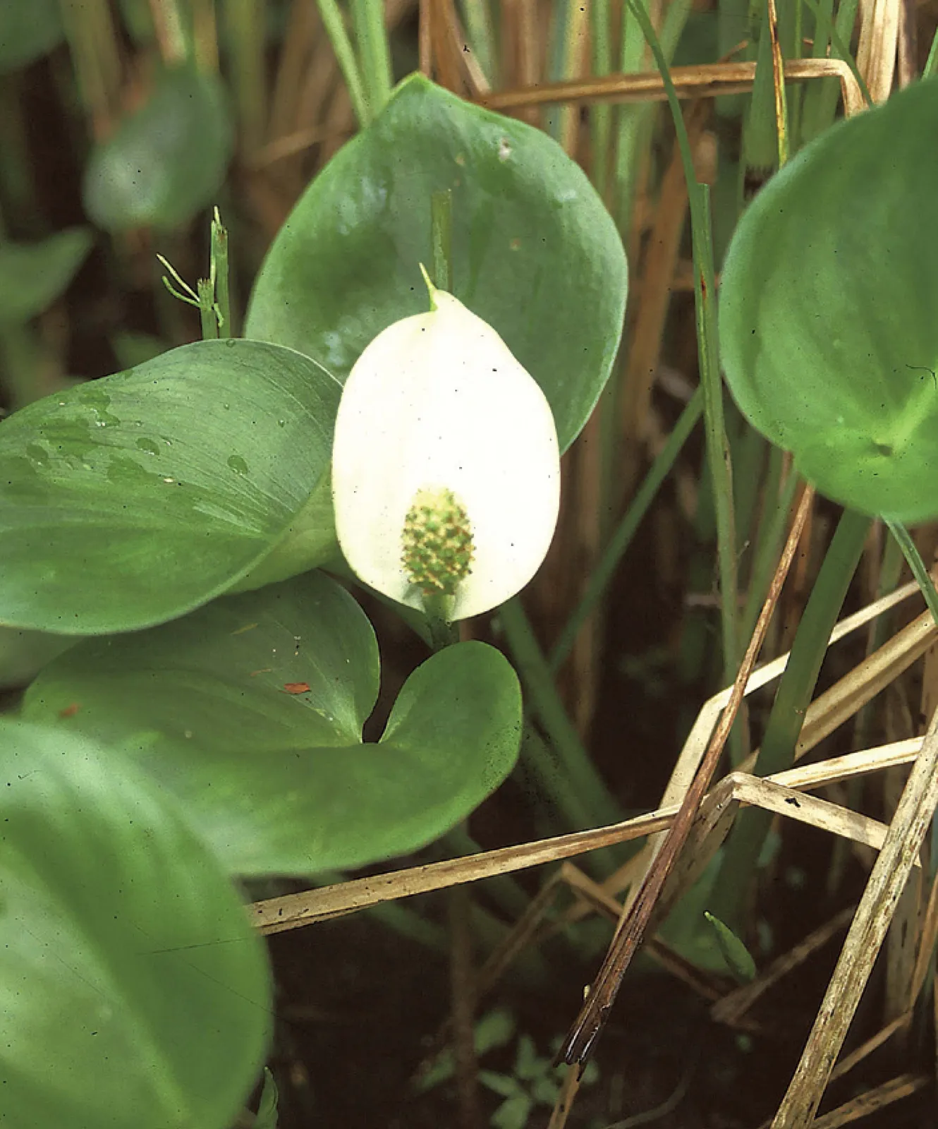 Stránka_013_PR Hradčanské rybníky 1