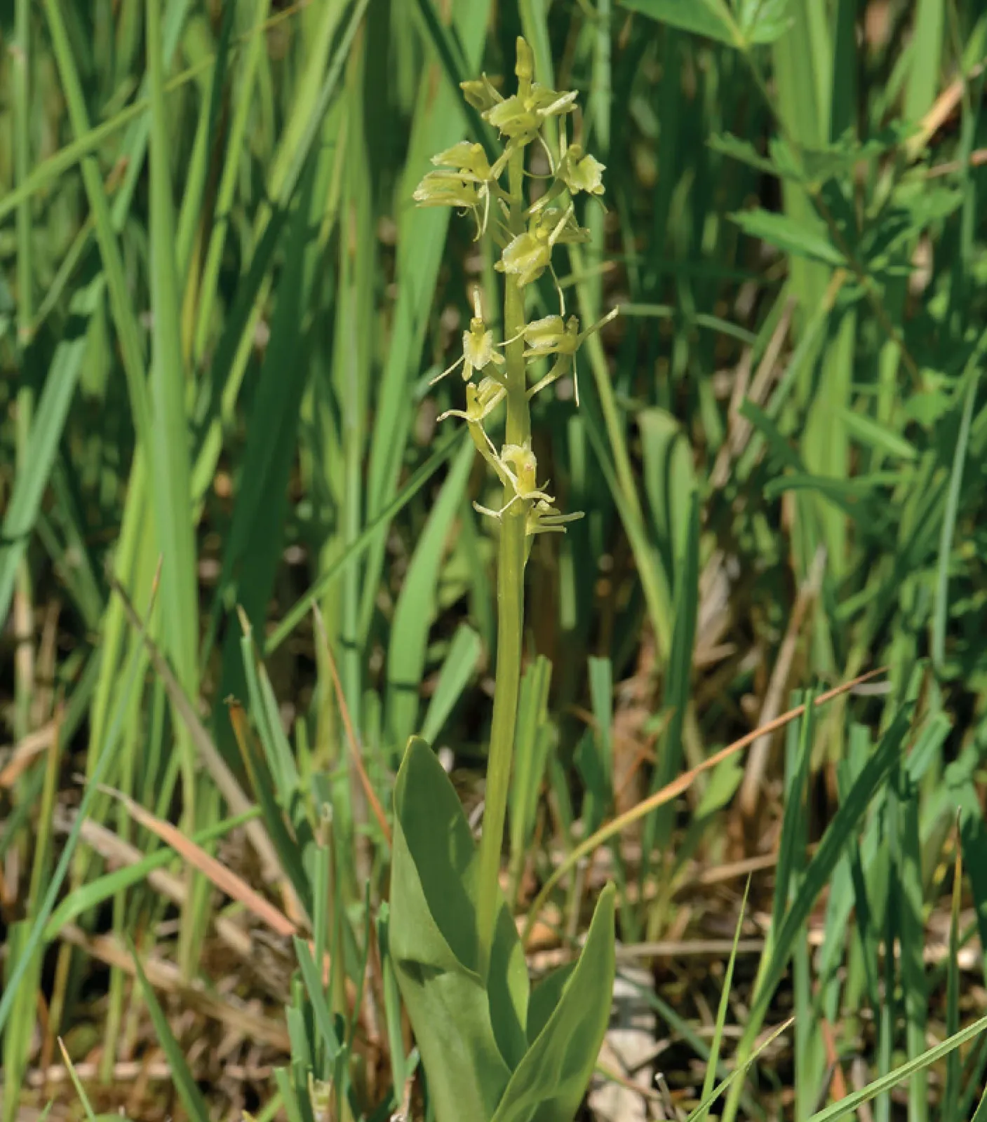 Stránka_015 Jestrebske slatiny 1