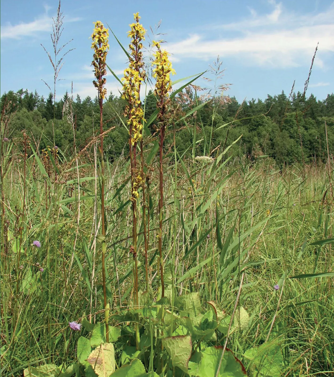 Stránka_015 Jestrebske slatiny 2