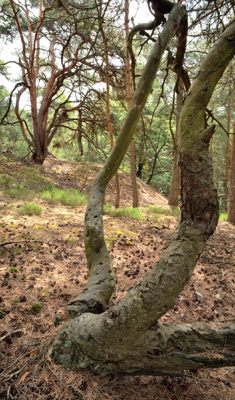 Stránka_018 Kostelecké bory 2