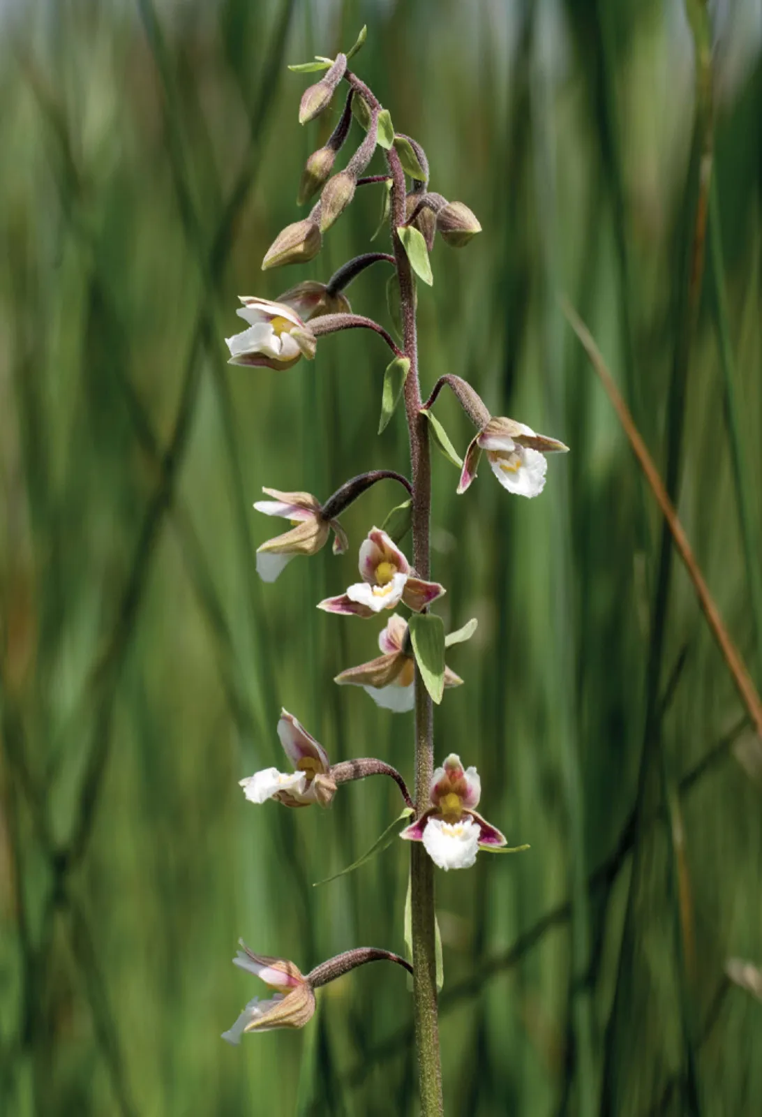 Stránka_020 Mokřady Horní Liběchovky 2