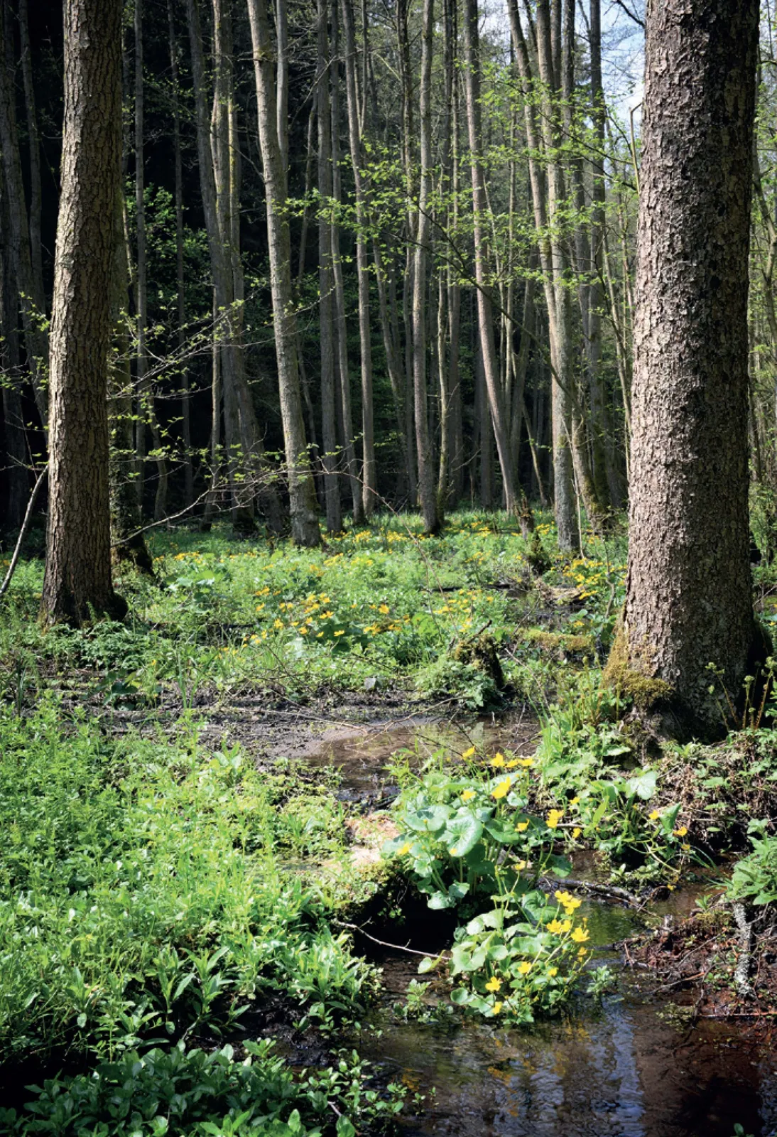 Stránka_020 Mokřady Horní Liběchovky 1