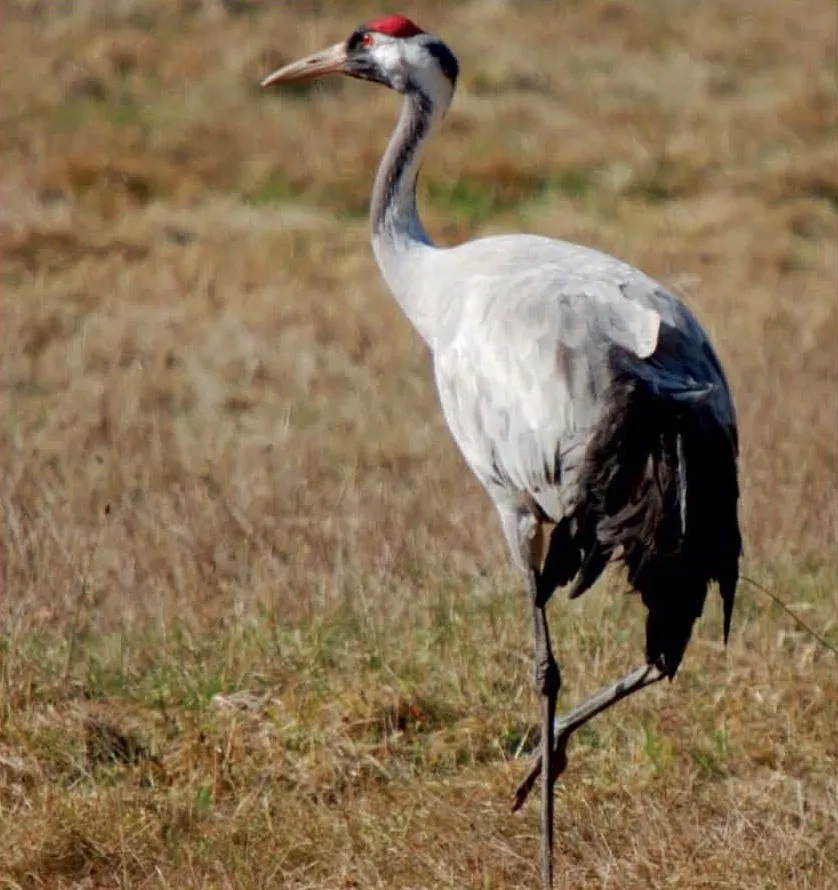 Stránka_021 Novozamecky rybnik 2_1