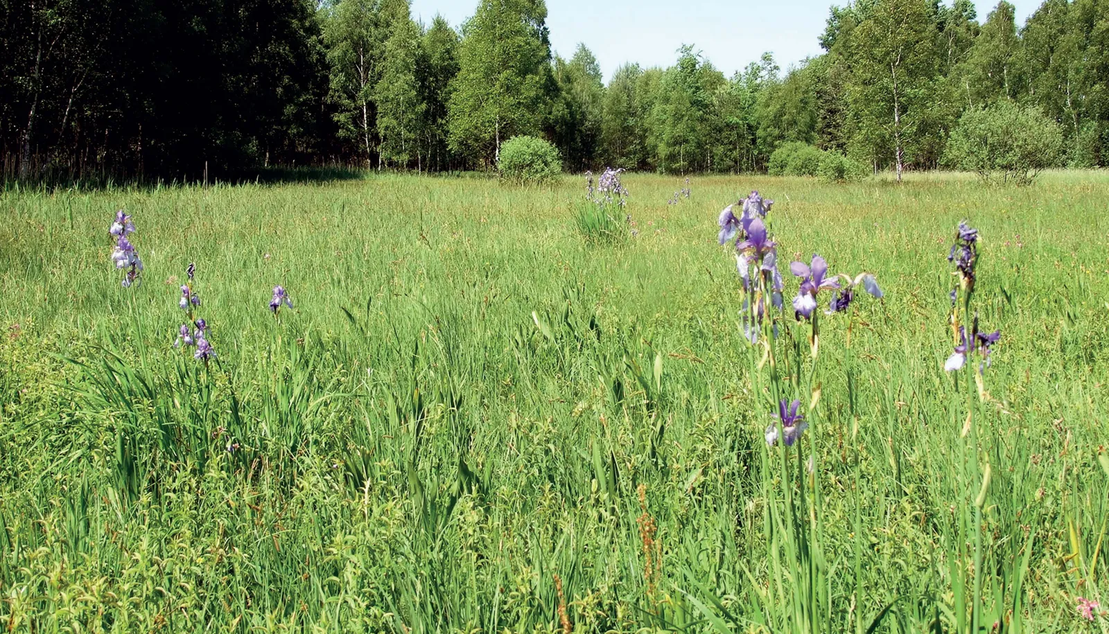 Stránka_023_okresicke louky Obr2