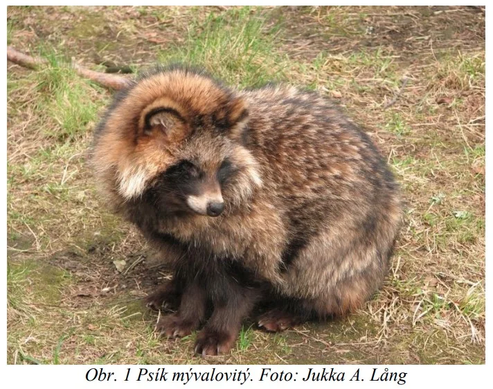 psík myvalovity